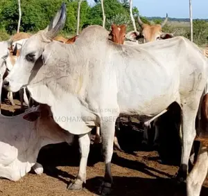 மாப்பிளை நாம்பன்