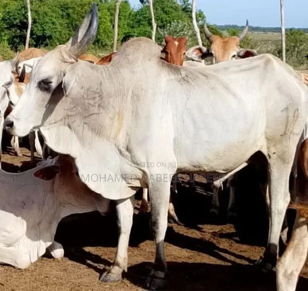 மாப்பிளை நாம்பன்