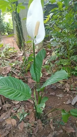 Peace Lily Plants