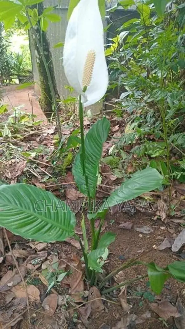 Peace Lily Plants