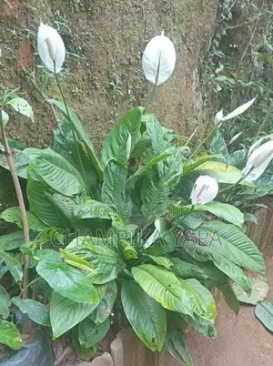 Peace Lily Plants