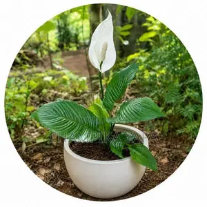 Peace Lily Plants