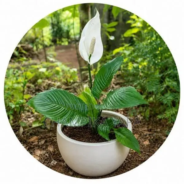 Peace Lily Plants