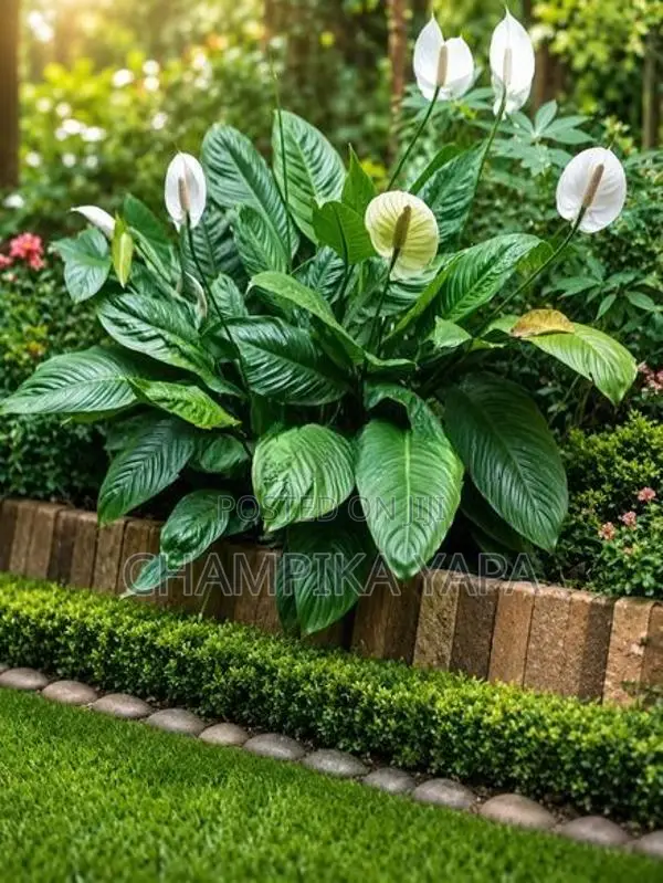 Peace Lily Plants