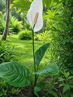 Peace Lily Plants
