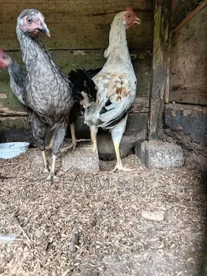 ගම් කුකුල්ලු