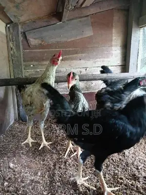 ගම් කුකුල්ලු