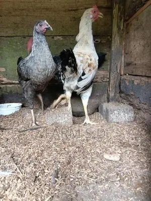 ගම් කුකුල්ලු