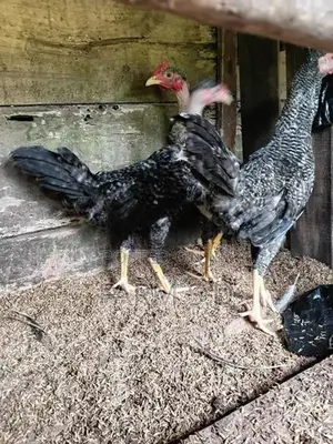 ගම් කුකුල්ලු