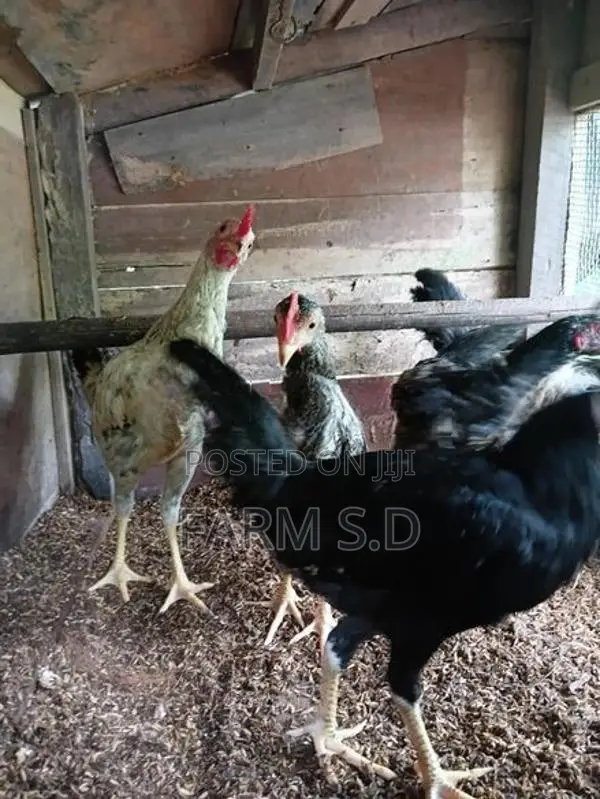 ගම් කුකුල්ලු