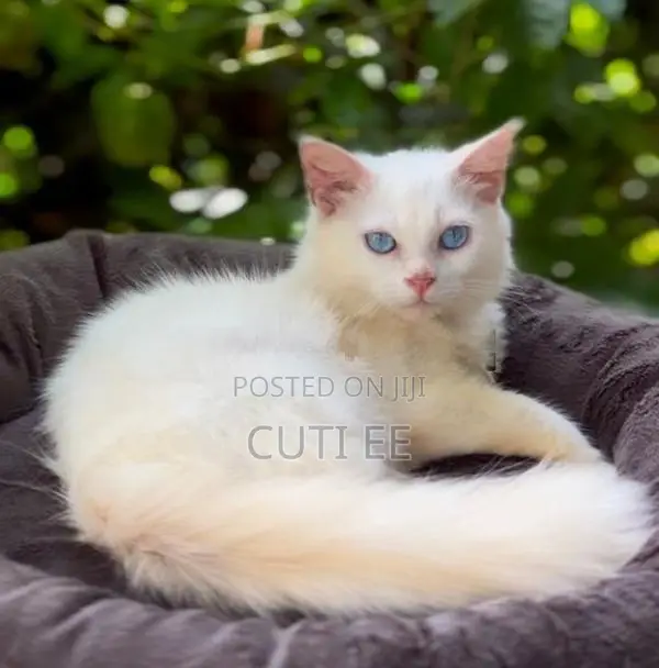 Pure Persian Kitten