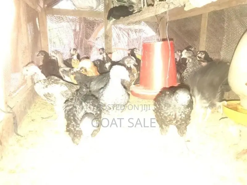 3 மாத ஊர்க்கோழிக்குஞ்சு