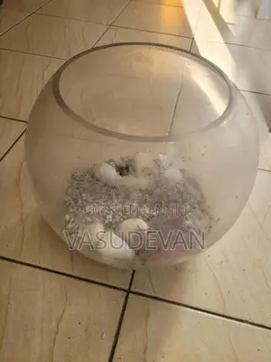 Fish Tank