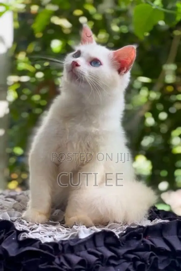 Pure Persian Kitten