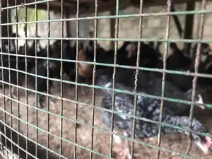 3 மாத ஊர்க்கோழிக்குஞ்சு