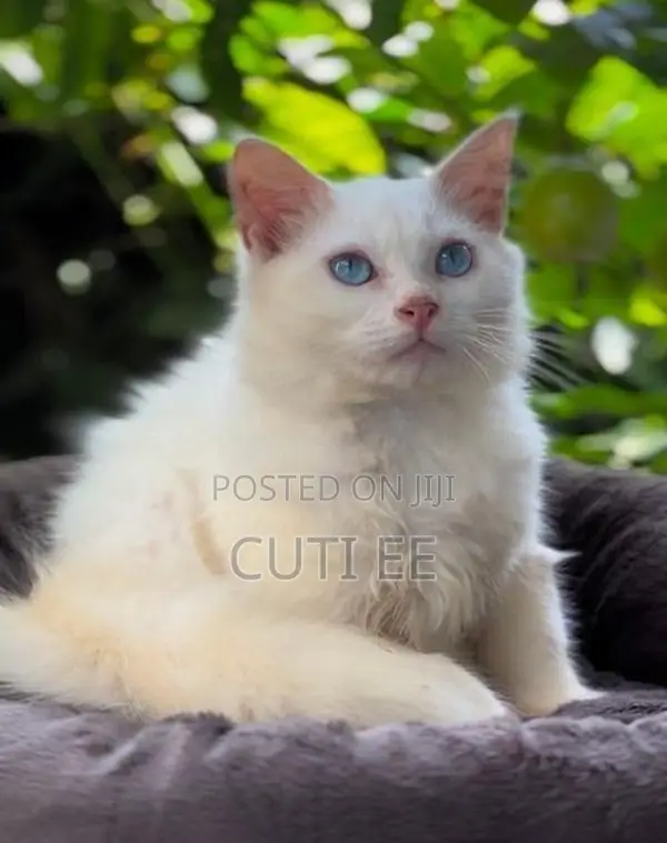 Pure Persian Kitten