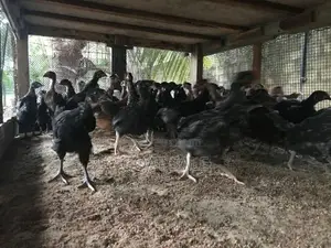 3 மாத ஊர்க்கோழிக்குஞ்சு