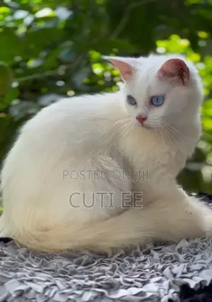 Pure Persian Kitten