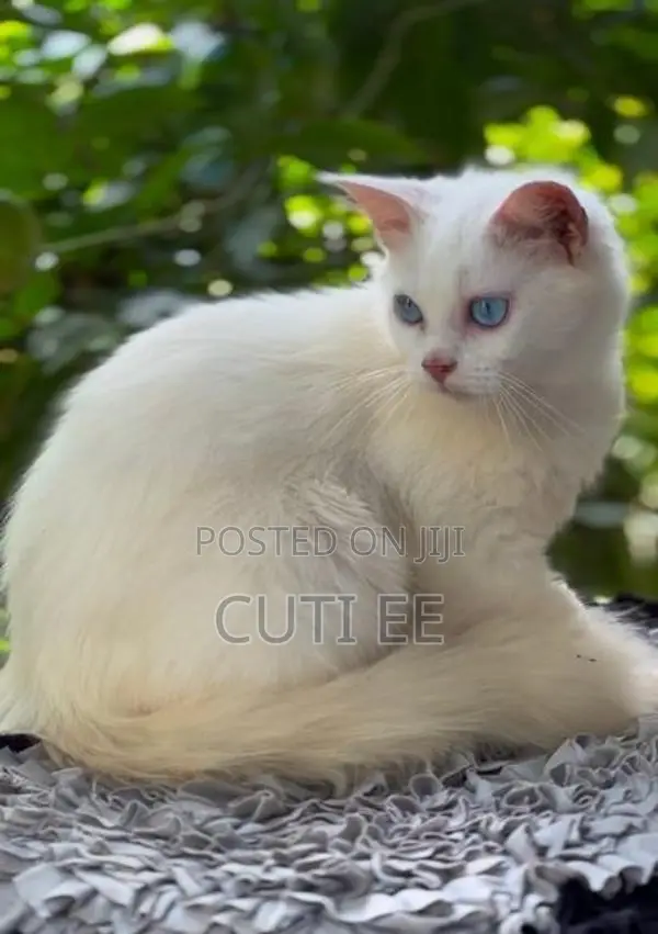 Pure Persian Kitten