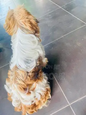 Shih Tzu Puppy - Chilaw
