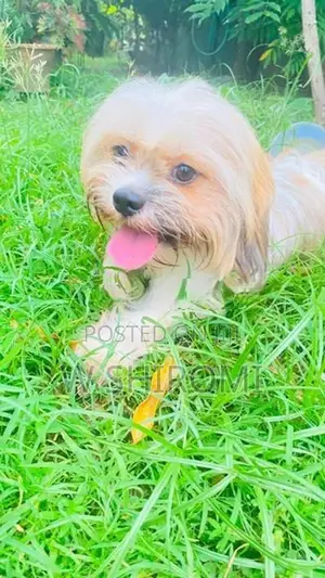 Shih Tzu Puppy - Chilaw