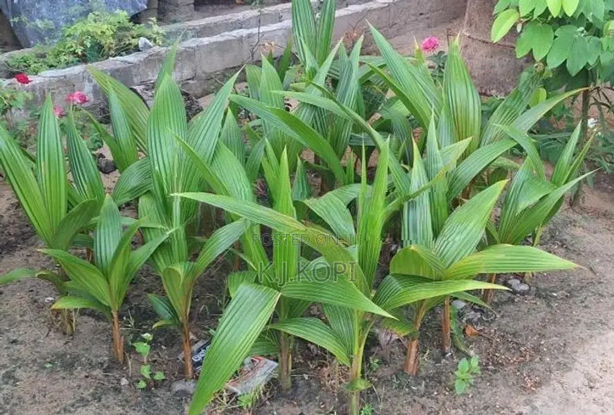 Coconut Tree