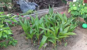 Coconut Tree