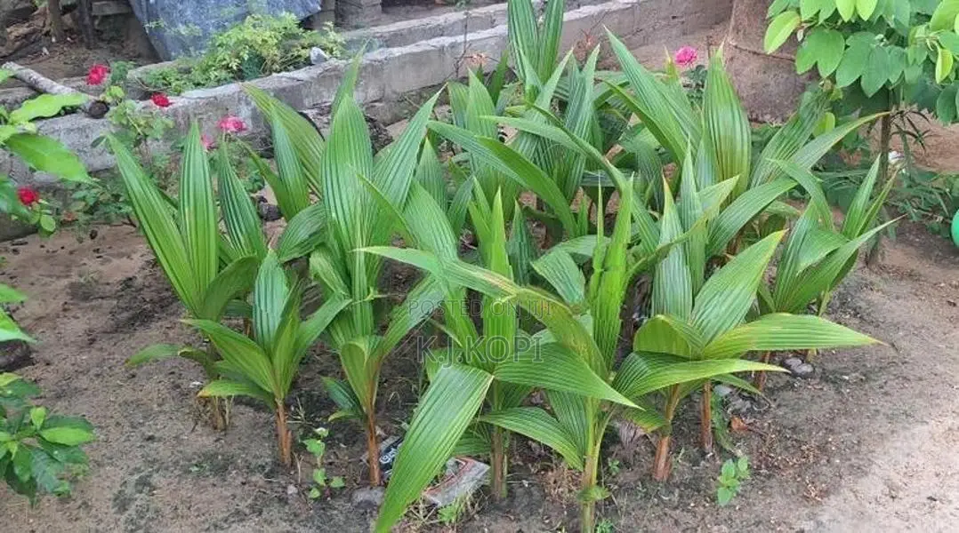 Coconut Tree