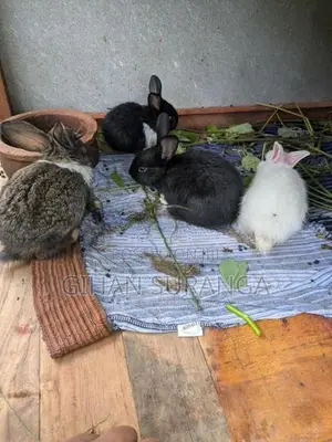 Rabbit