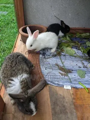 Rabbit