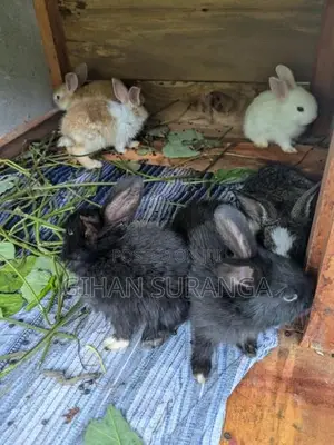 Rabbit