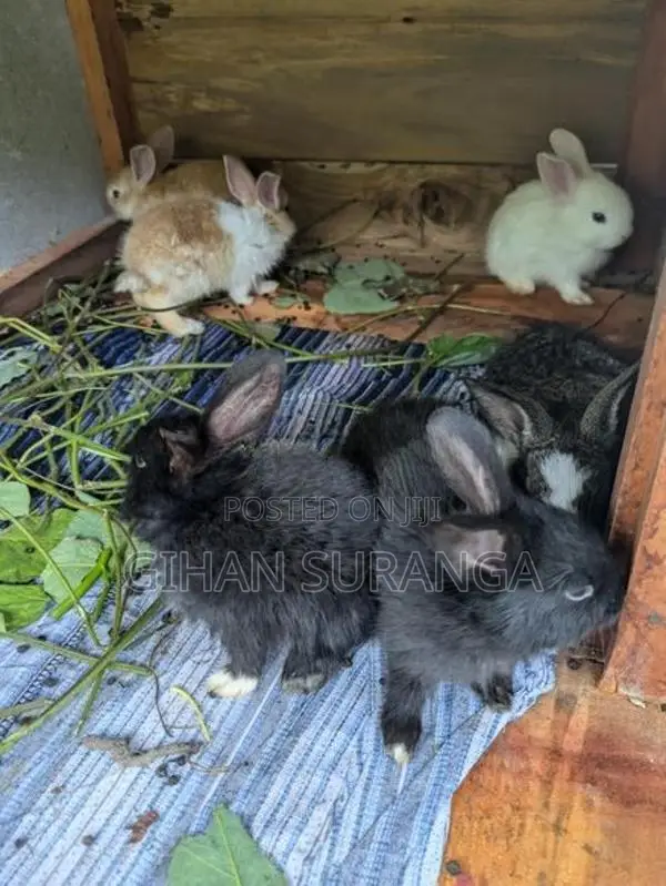 Rabbit