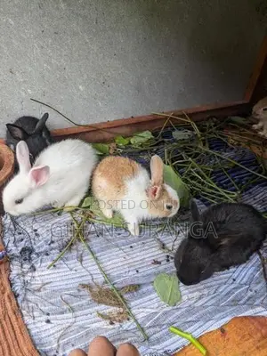 Rabbit