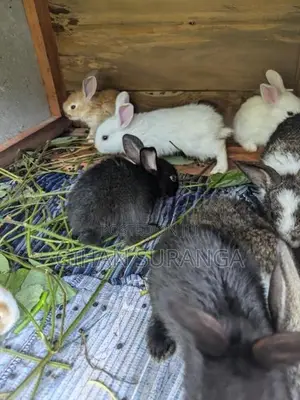 Rabbit