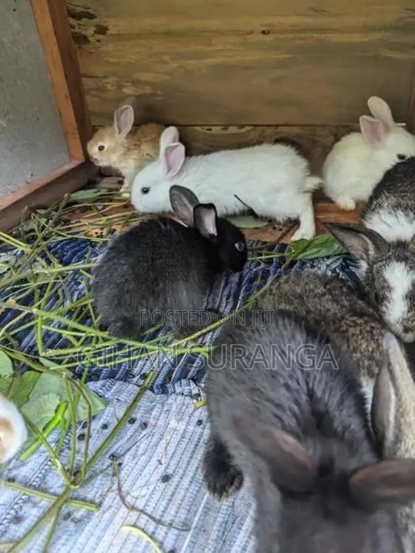 Rabbit