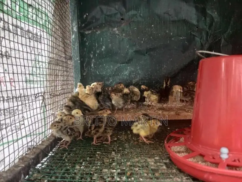Quail Chicks