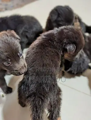 German Shaped Puppies