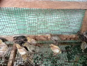 Quail Chicks