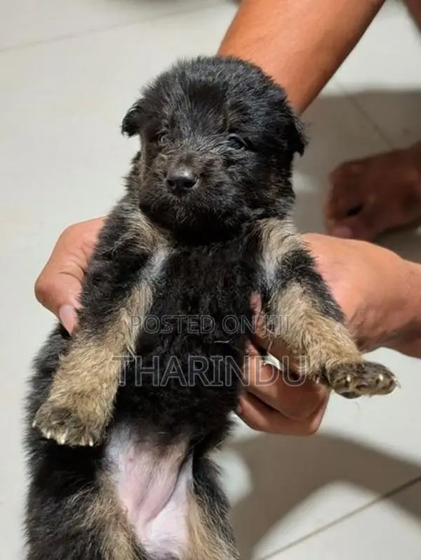 German Shaped Puppies