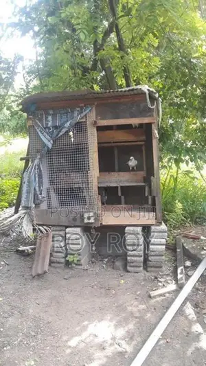 පරවියන්
