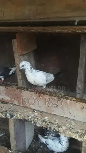 පරවියන්