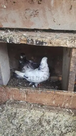 පරවියන්