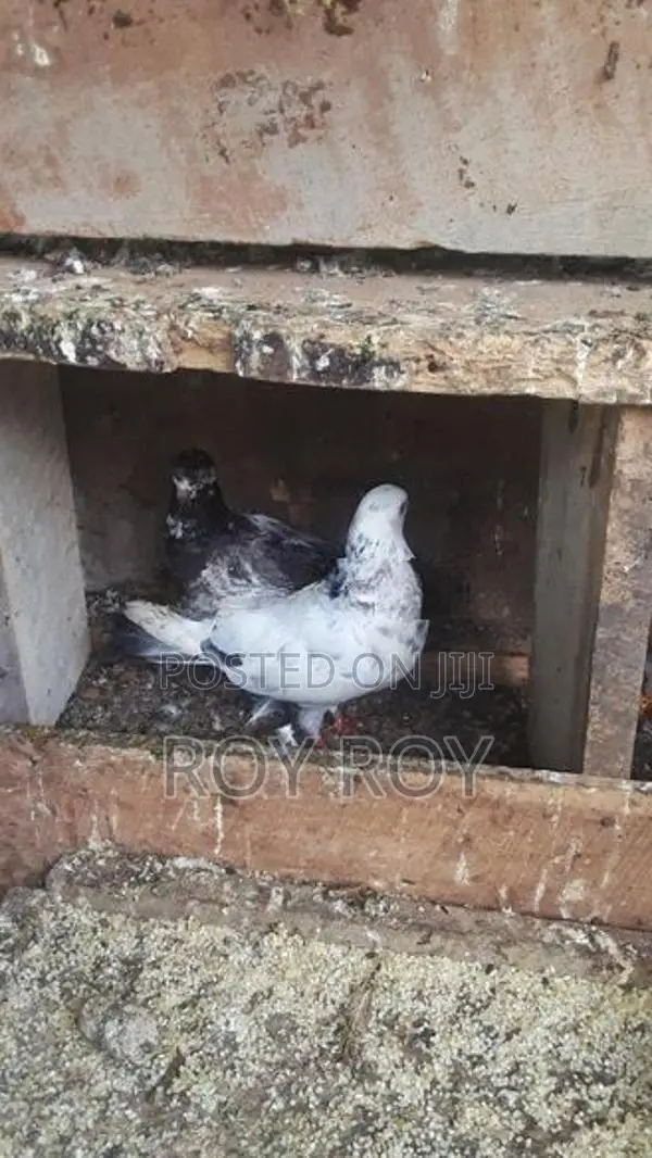 පරවියන්