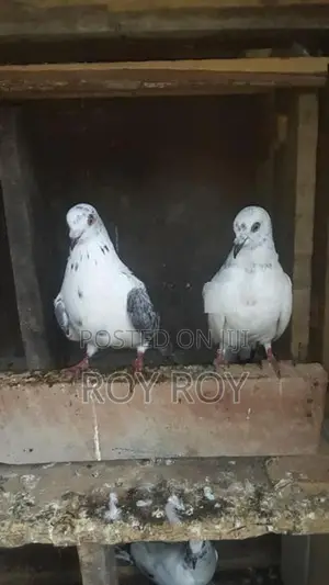 පරවියන්