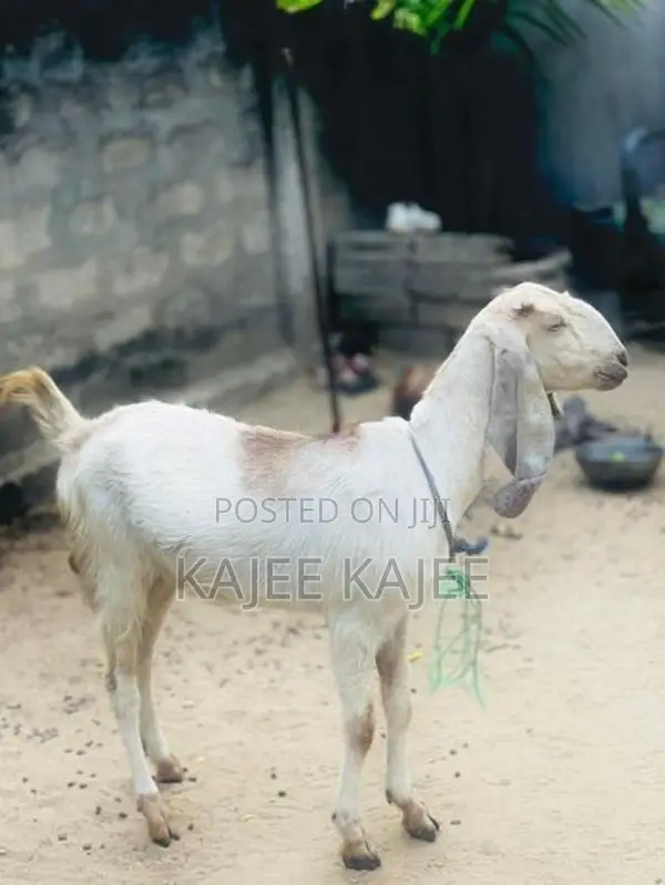 Farm Goat