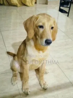 Labrador Retriever Puppy