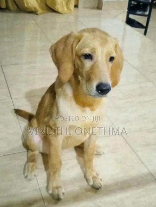 Labrador Retriever Puppy