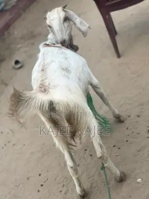 Farm Goat