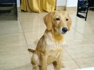 Labrador Retriever Puppy