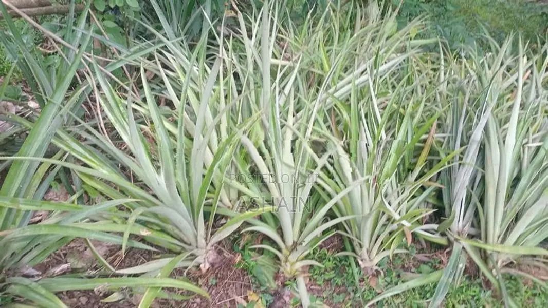 අන්නාසි පැල